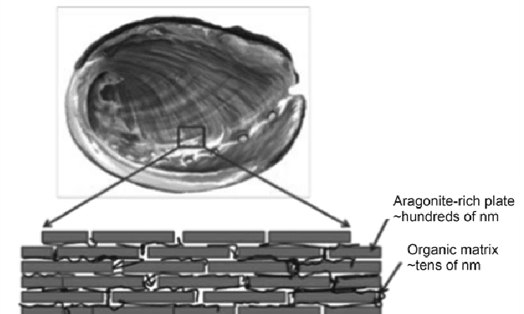 Nacre cross section showing multilayer interference