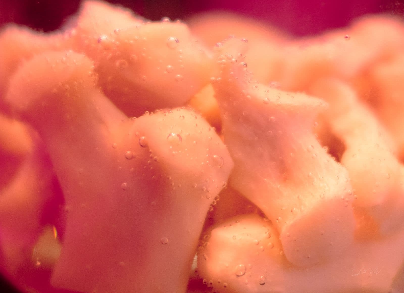 Closed System — CO₂ bubbles forming as bone dissolves in acid